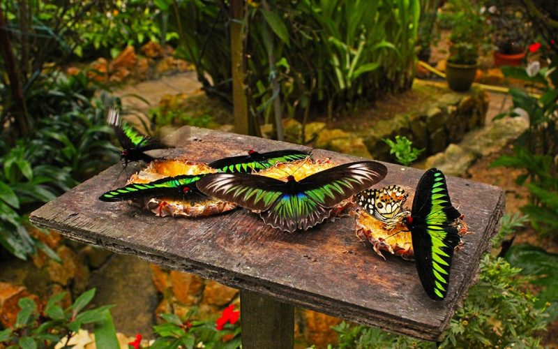butterfly-garden butterfly-garden